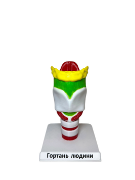 Навчальна демонстраційна модель "Гортань людини" 966 фото