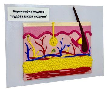 Навчальна барельєфна модель "Будова шкіри людини" 2459 фото