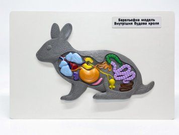 Навчальна барельєфна модель "Внутрішня будова кроля" 2433 фото