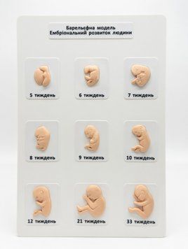 Навчальна барельєфна модель "Ембріональний розвиток людини" 4270 фото